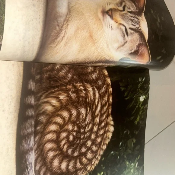 Colorful Vintage Cat Art Print Book Home Decor “Why Paint Cats” - Picture 9 of 15